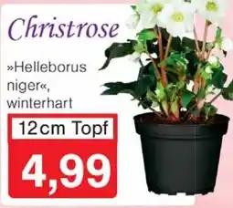 Wiglo Wunderland Christrose 12cm Topf Angebot