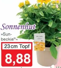 Wiglo Wunderland Sonnenhut 23 cm Topf Angebot