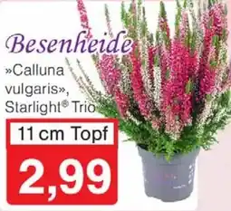 Wiglo Wunderland Besenheide 11 cm Topf Angebot