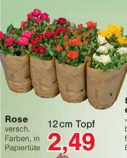 Wiglo Wunderland Rose 12 cm Topf Angebot