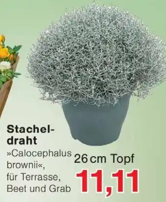 Wiglo Wunderland Stachel- draht 26 cm Topf Angebot