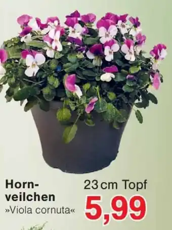 Wiglo Wunderland Horn- veilchen 23 cm Topf Angebot