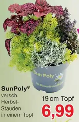 Wiglo Wunderland SunPoly 19 cm Topf Angebot