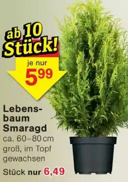 Wiglo Wunderland Lebens- baum Smaragd Angebot