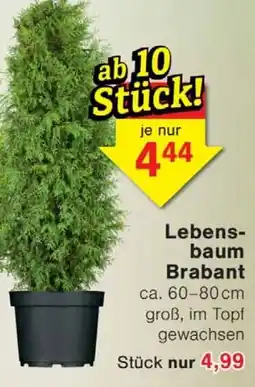 Wiglo Wunderland Lebens- baum Brabant Angebot