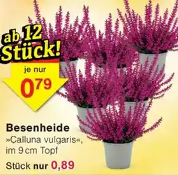 Wiglo Wunderland Besenheide Angebot
