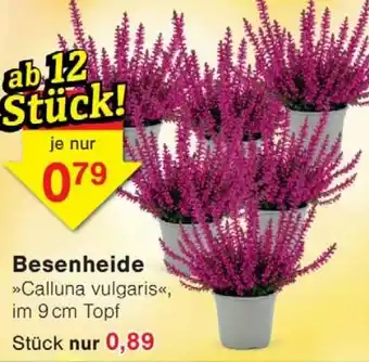 Wiglo Wunderland Besenheide Angebot