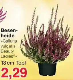 Wiglo Wunderland Besen- heide 13 cm Topf Angebot