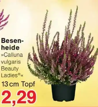 Wiglo Wunderland Besen- heide 13 cm Topf Angebot