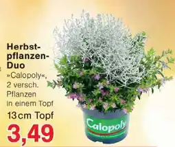 Wiglo Wunderland Herbst- pflanzen- Duo 13 cm Topf Angebot