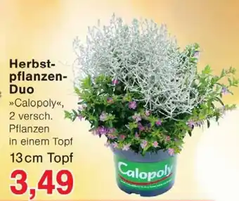 Wiglo Wunderland Herbst- pflanzen- Duo 13 cm Topf Angebot