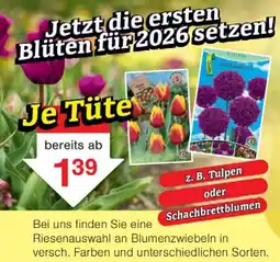 Wiglo Wunderland Tulpen oder Schachbrettblumen Angebot