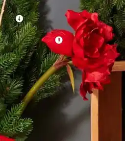 Handelshof KUNST- AMARYLLIS Angebot