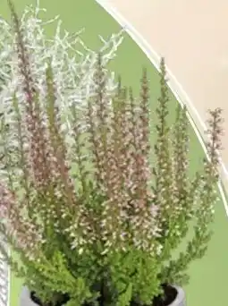 Thomas Philipps Calluna ,,Beauty Ladies" Angebot