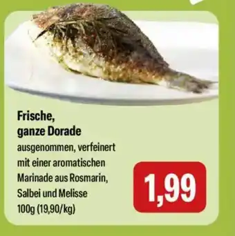 Feneberg Frische, ganze Dorade Angebot