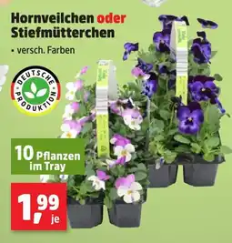 Thomas Philipps Hornveilchen oder Stiefmütterchen Angebot