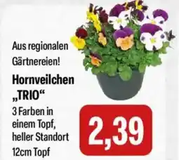 Feneberg Hornveilchen „TRIO“ Angebot