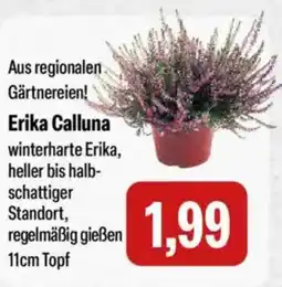 Feneberg Erika Calluna Angebot