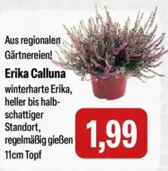 Feneberg Erika Calluna Angebot