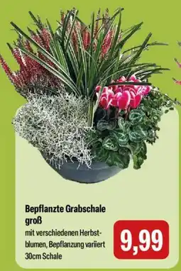 Feneberg Bepflanzte Grabschale groß Angebot