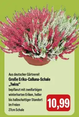 Feneberg Große Erika-Calluna-Schale „Twins" Angebot