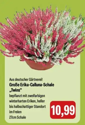 Feneberg Große Erika-Calluna-Schale „Twins" Angebot