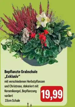 Feneberg Bepflanzte Grabschale „Exklusiv“ Angebot