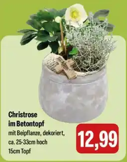 Feneberg Christrose im Betontopf Angebot