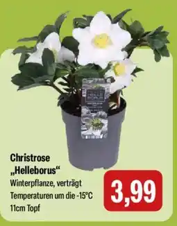 Feneberg Christrose „Helleborus" Angebot