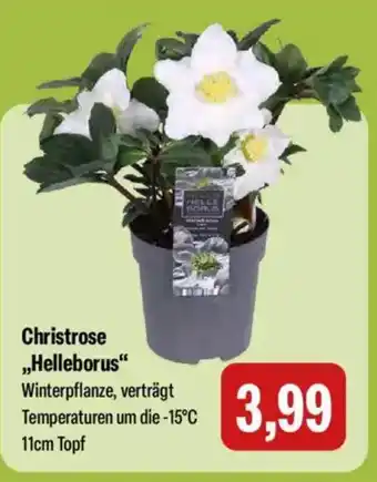 Feneberg Christrose „Helleborus" Angebot