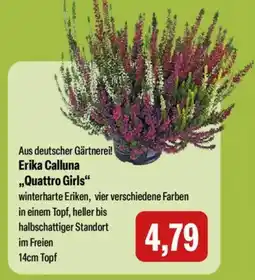 Feneberg Erika Calluna ,,Quattro Girls" Angebot