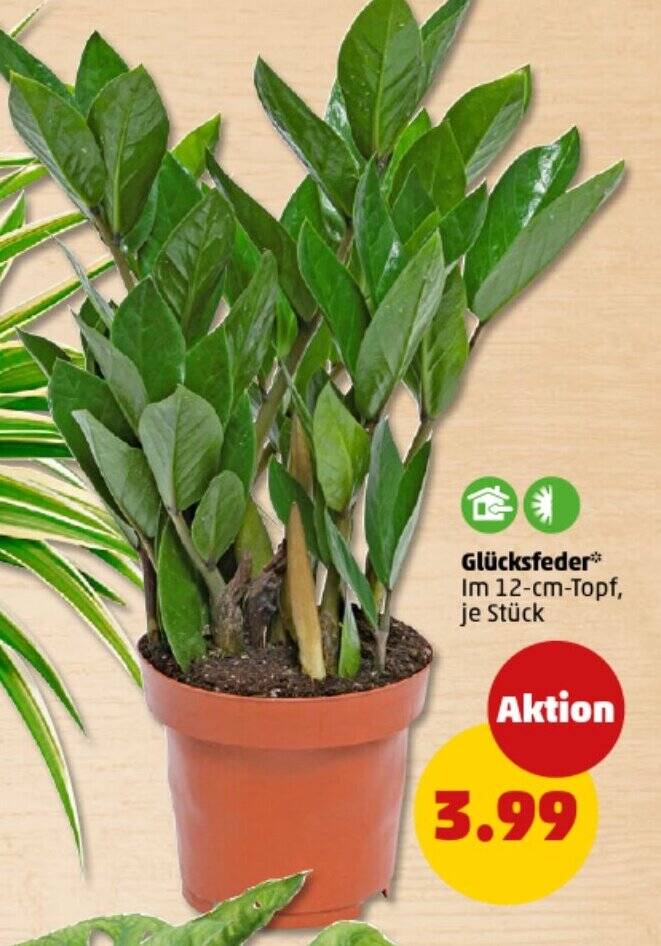 kaktus kleine rote blten Kaktus mit roten Blten  Artibelle
