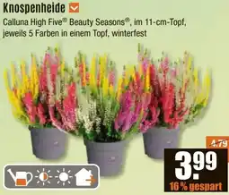 V Baumarkt Knospenheide Angebot