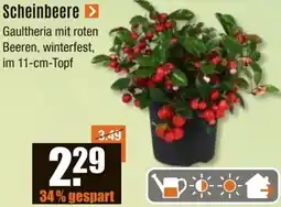 V Baumarkt Scheinbeere Angebot
