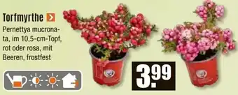 V Baumarkt Torfmyrthe Angebot