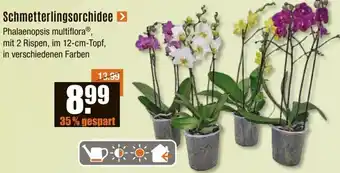 V Baumarkt Schmetterlingsorchidee Angebot