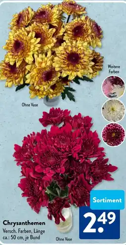 Aldi Süd Chrysanthemen Angebot