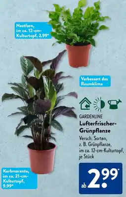 Aldi Süd GARDENLINE Lufterfrischer Grünpflanze Angebot
