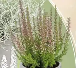 Thomas Philipps Beauty Ladies Calluna Angebot