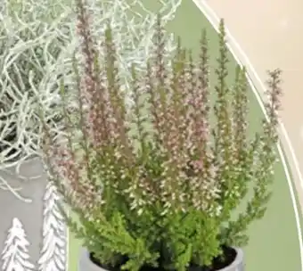 Thomas Philipps Beauty Ladies Calluna Angebot