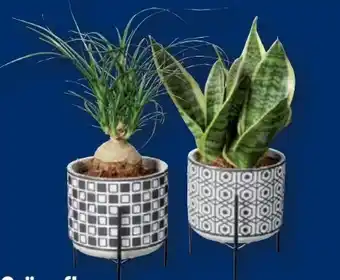 Lidl Grünpflanzen Angebot