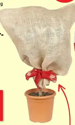 Thomas Philipps Grüner Jan Jute Schutzsack Angebot