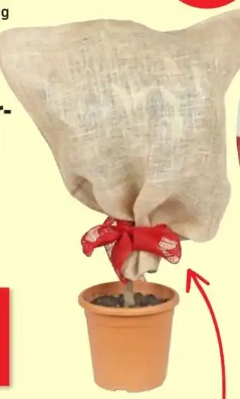 Thomas Philipps Grüner Jan Jute Schutzsack Angebot
