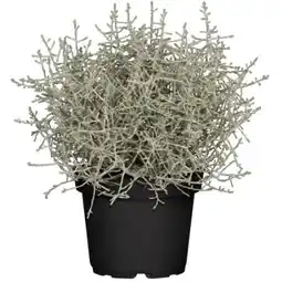 toom Baumarkt Toom Silbersprudel Angebot