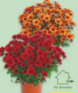 NETTO Chrysanthemen Multifora Gardenmums Angebot