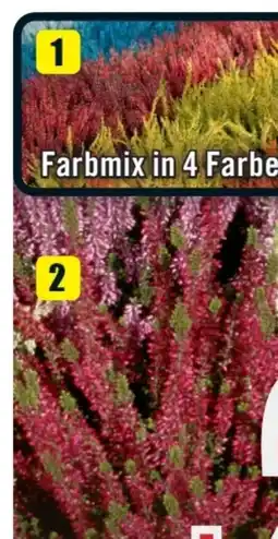 B1 Discount Baumarkt Calluna Knospenheide Angebot