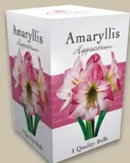 NETTO Amaryllis-Zwiebeln Angebot