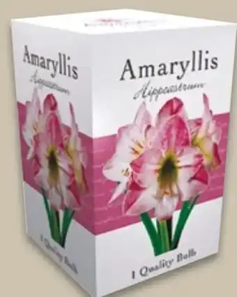 NETTO Amaryllis-Zwiebeln Angebot