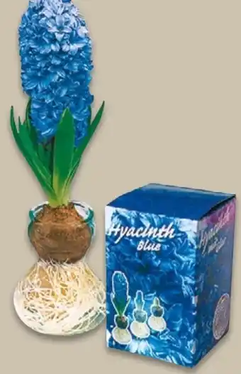 NETTO Vorgetriebene Blumenzwiebeln Hyazinthen Angebot