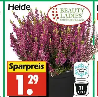 Wreesmann Beauty ladies heide Angebot
